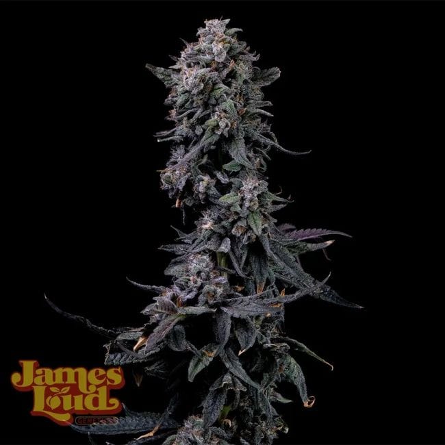 Bumpboxx Kush Feminised Seeds-JLG-BUKU-FEM