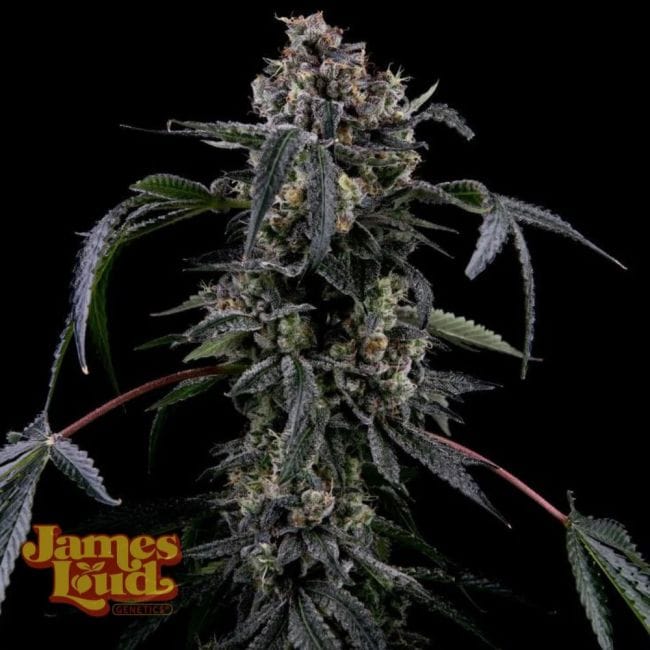Black Radler Feminized Seeds-JLG-BLRA-FEM