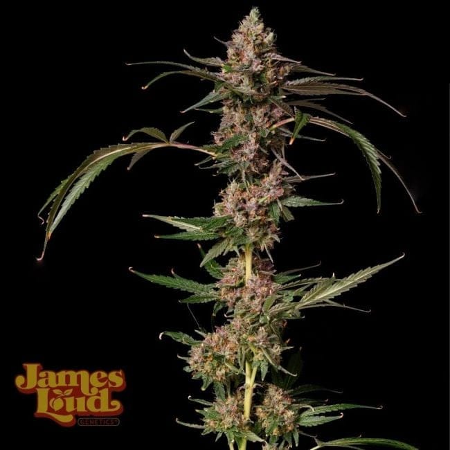 Banana Punch Gelato Auto Feminised Seeds-JLG-BAPG-AUTO-FEM