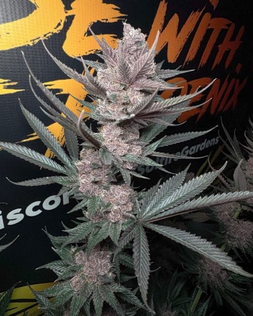 The Pulp Father Feminised Seeds-SOL-PUFA-FEM