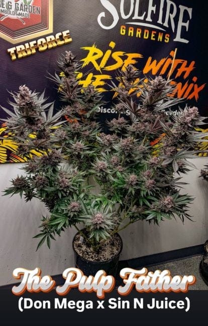 The Pulp Father Feminised Seeds-SOL-PUFA-FEM