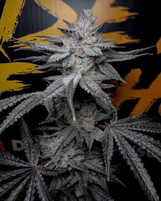 Rubicite Feminised Seeds-SOL-RUBI-FEM