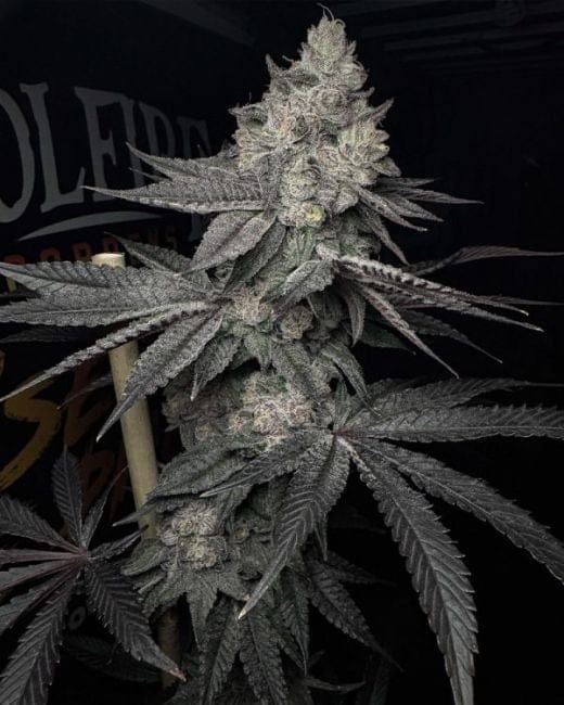 Lucid Vision Feminised Seeds-SOL-LUVI-FEM