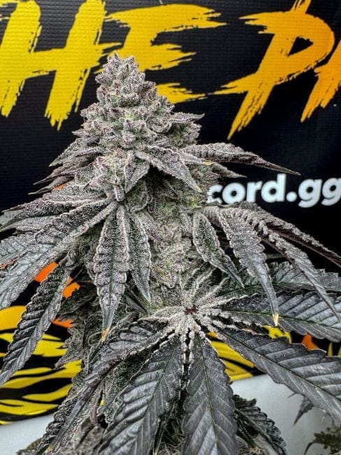 Dirty Water Feminized Seeds-SOL-DIWA-FEM