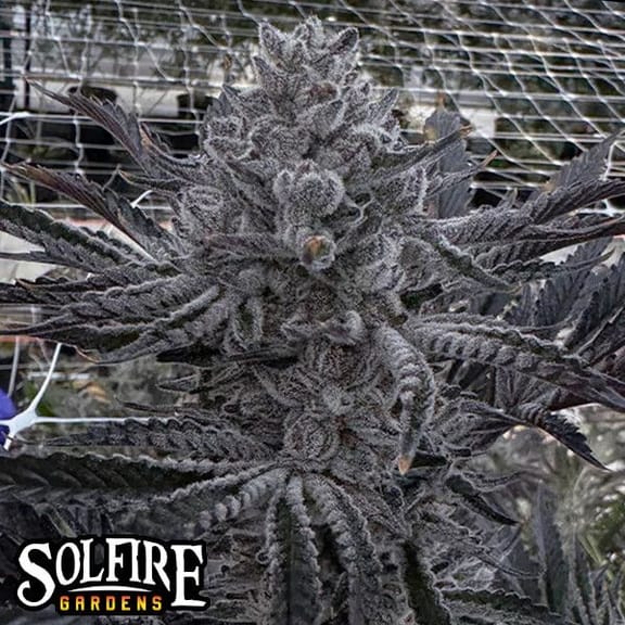 Butter Balm Feminized Seeds-SOL-BUBA-FEM