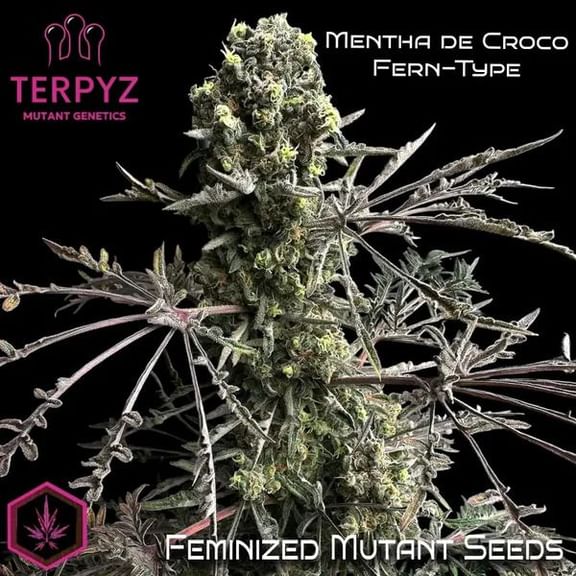 Mentha de Croco Fern BX1 F2 Feminised Seeds-TERP-MDCFT-FEM