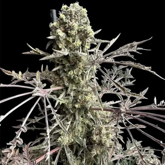 Mentha de Croco Fern BX1 F2 Feminised Seeds-TERP-MDCFT-FEM