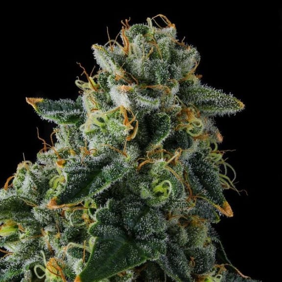 Presidential Pardon Feminized Seeds-COM-PRPA-FEM