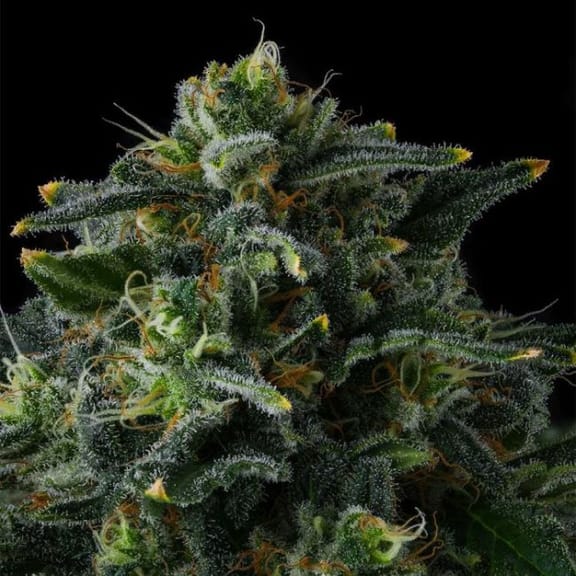 Philbo Baggins Feminized Seeds-COM-PHBA-FEM