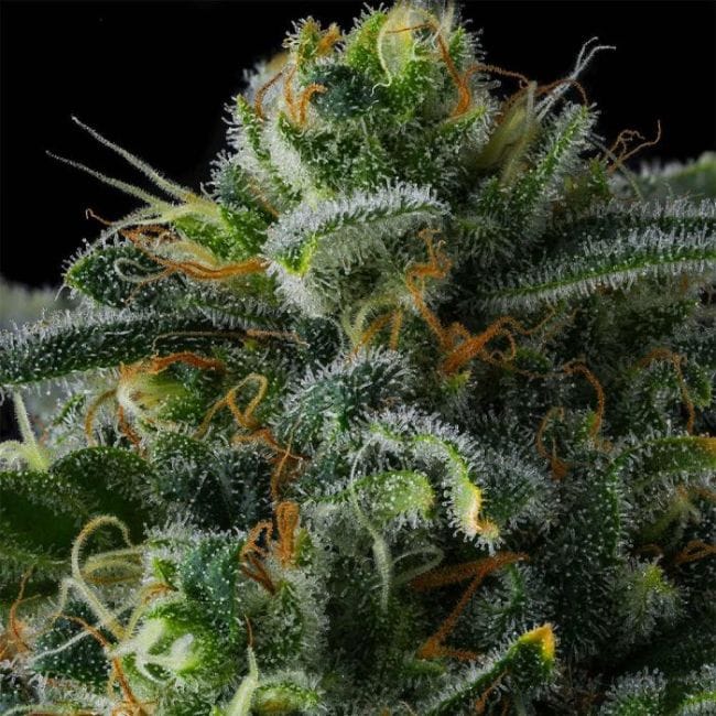 Philbo Baggins Feminized Seeds-COM-PHBA-FEM