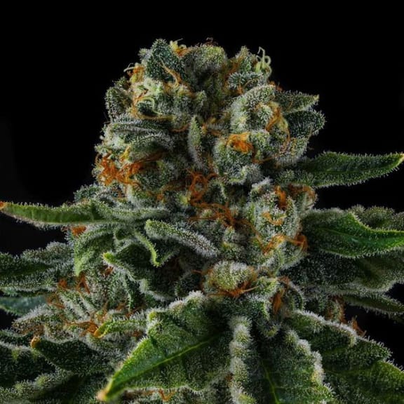 Mr Jones Feminized Seeds-COM-MRJO-FEM