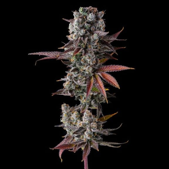 Hawaiian Sunkist Feminized Seeds-COM-HASU-FEM