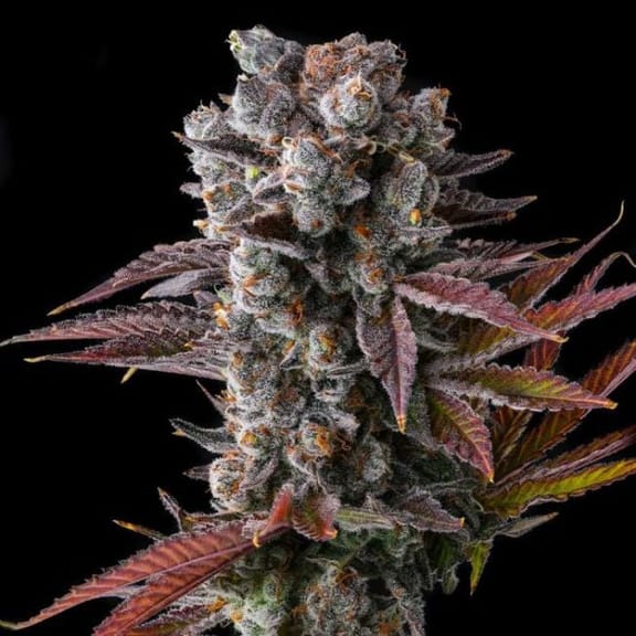 Hawaiian Sunkist Feminized Seeds-COM-HASU-FEM