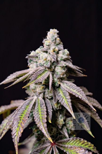 Blueberry Fudge Feminised Seeds-LIHE-BLFU-FEM
