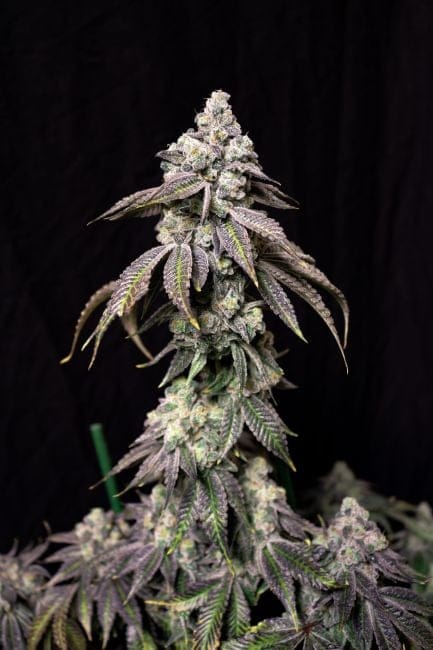 Blueberry Fudge Feminised Seeds-LIHE-BLFU-FEM