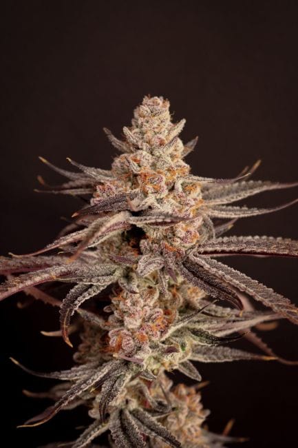 Boardwalk Bubba Feminised Seeds-LIHE-BOBU-FEM