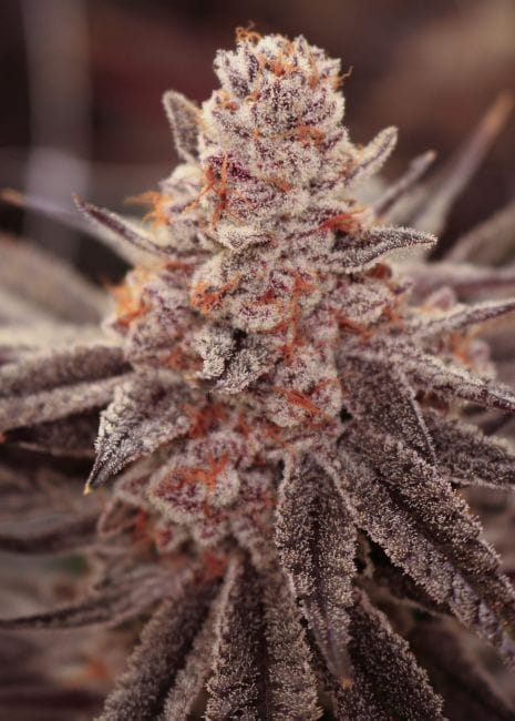 Boardwalk Bubba Feminised Seeds-LIHE-BOBU-FEM