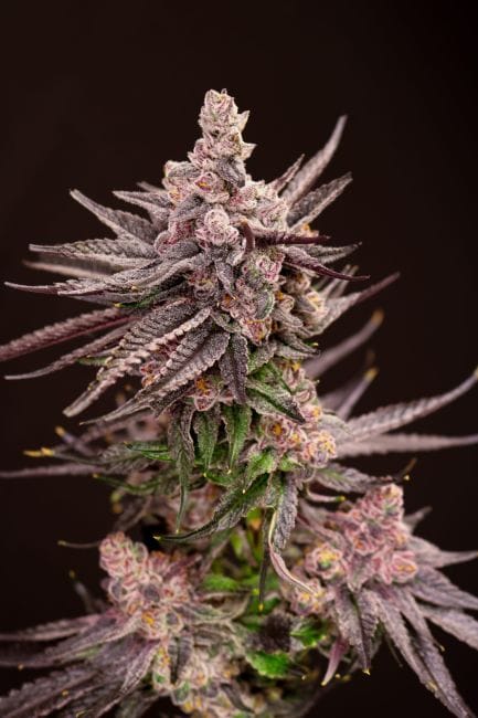 Depth Charge Feminised Seeds-LIHE-DECH-FEM