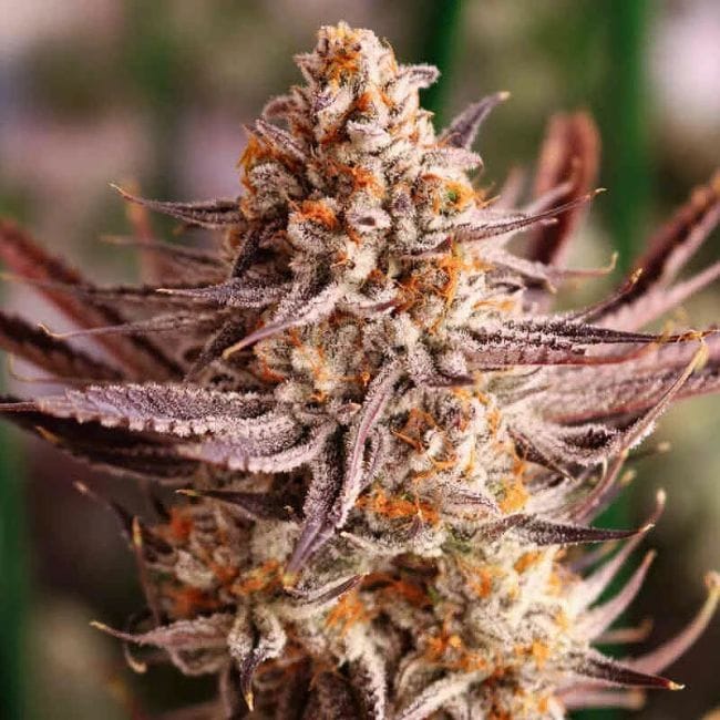 Grape Amethyst Feminised Seeds-LIHE-GRAM-FEM