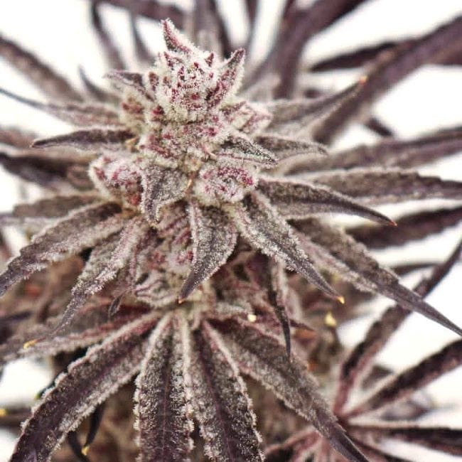 Grape Amethyst Feminised Seeds-LIHE-GRAM-FEM