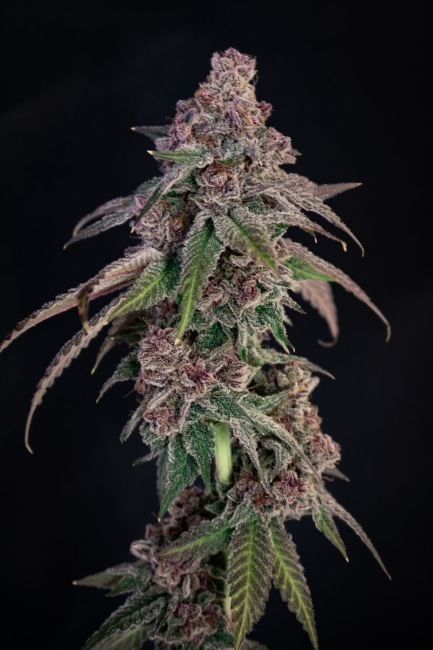 Louisiana Pine Feminised Seeds-LIHE-LOPI-FEM