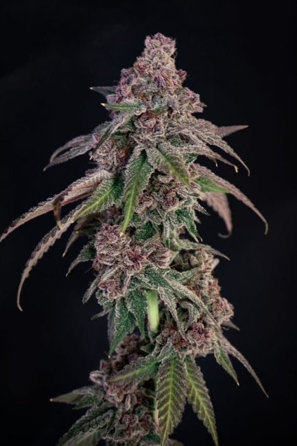 Louisiana Pine Feminised Seeds-LIHE-LOPI-FEM