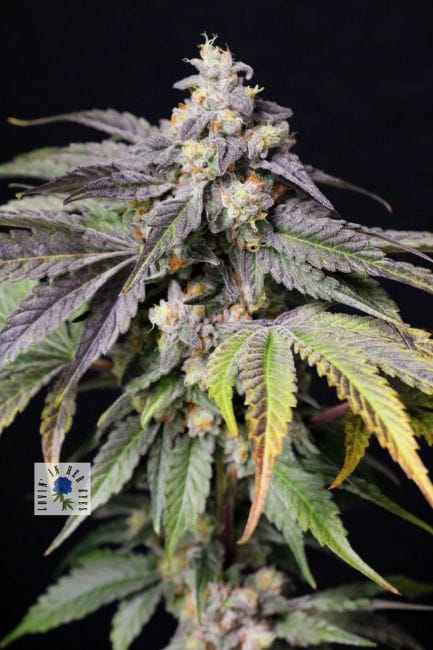 Medianoche Feminised Seeds-LIHE-MEDI-FEM
