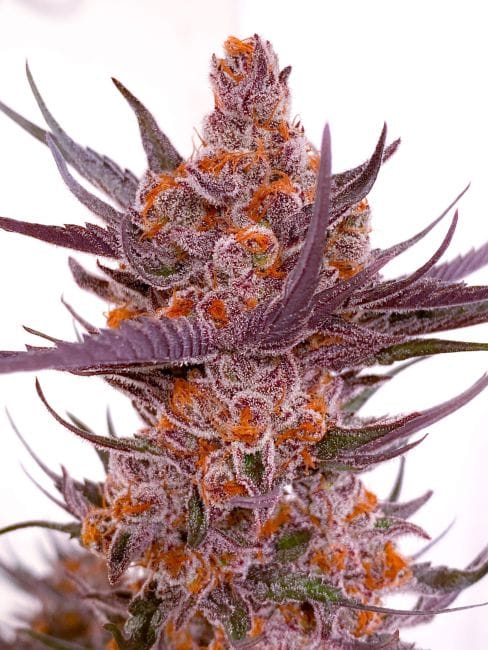 Spanish Moon S1 Feminised Seeds-LIHE-SPMO-FEM