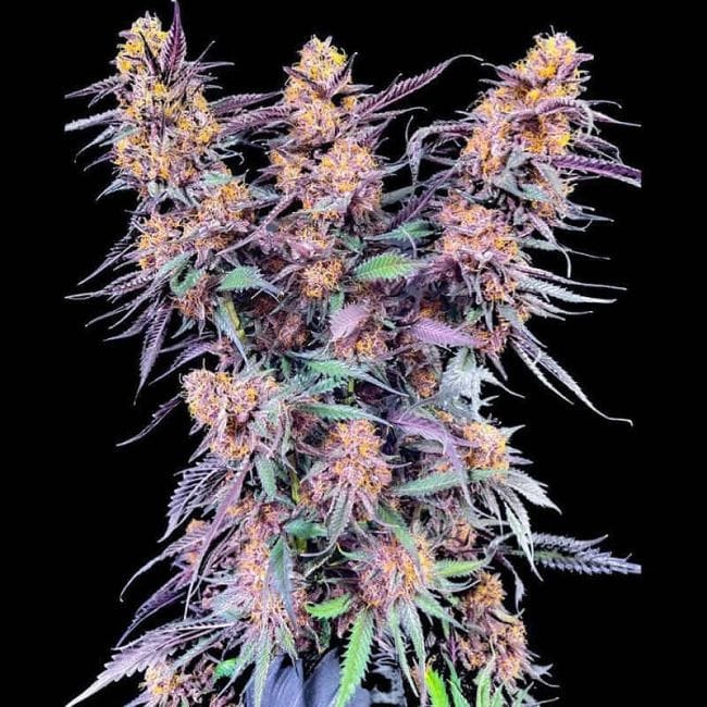 Spanish Moon S1 Feminised Seeds-LIHE-SPMO-FEM