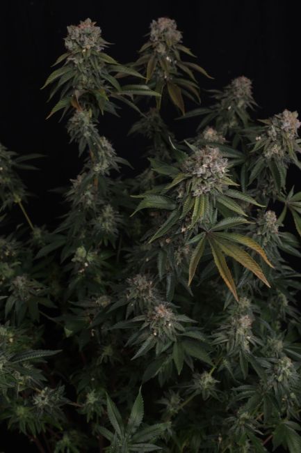 GG4 Feminised Seeds-FB-GG4-FEM