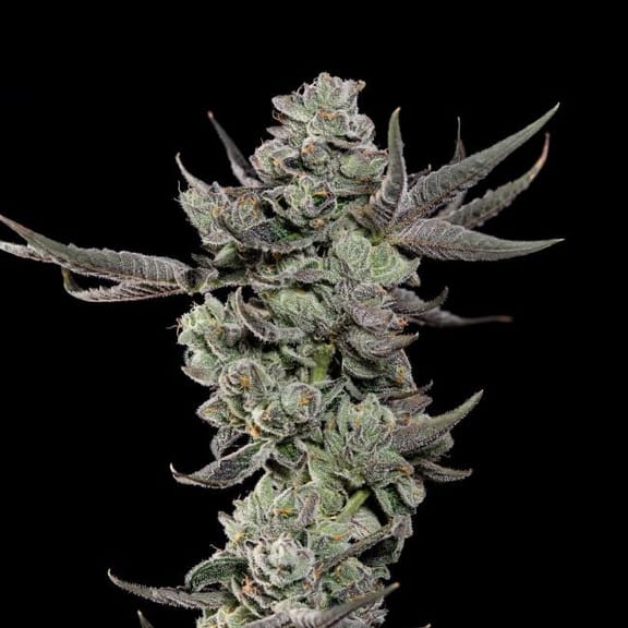 Cali Tings Feminised Seeds-WIZT-CATI-FEM