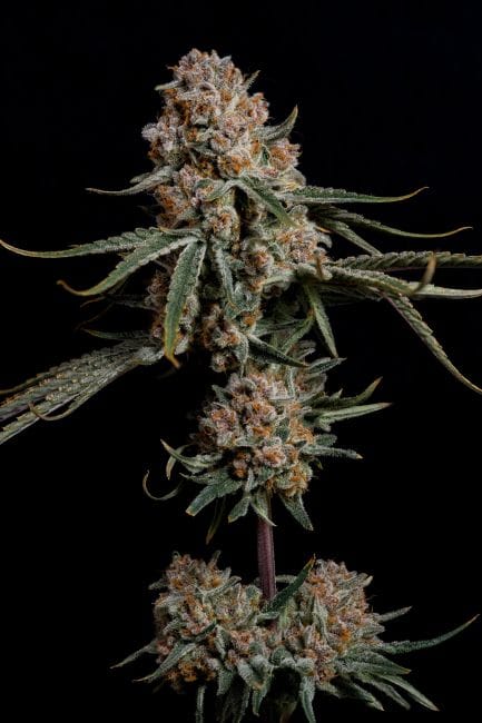 Super Drip Feminised Seeds-NIWH-SUDR-FEM