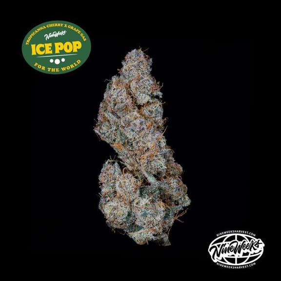 Ice Pop Feminised Seeds-NIWH-ICPO-FEM