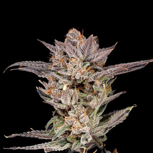 Lychee Feminised Seeds-NIWH-LYCH-FEM