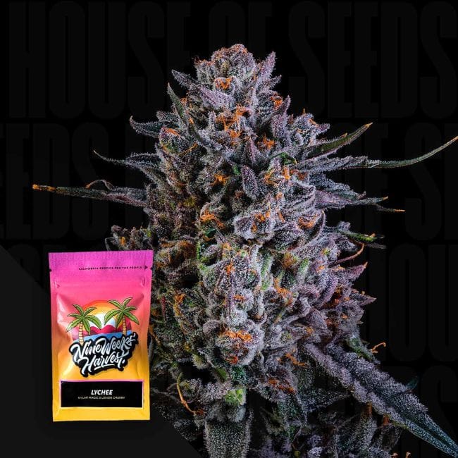 Lychee Feminised Seeds-NIWH-LYCH-FEM