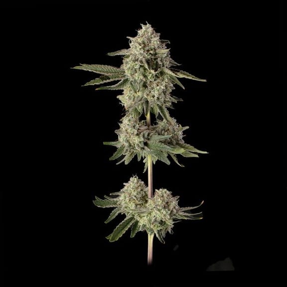 Super Belts Feminized Seeds-HAVG-SUBE-FEM