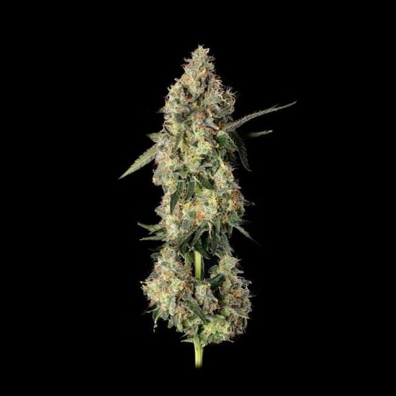 Lemon Smuggler Feminised Seeds-HAVG-LESM-FEM