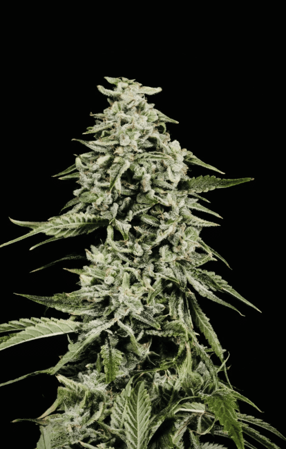 Strawberry Yum Yum Auto Feminized Seeds-MOSCA-STYY-AUTO-FEM