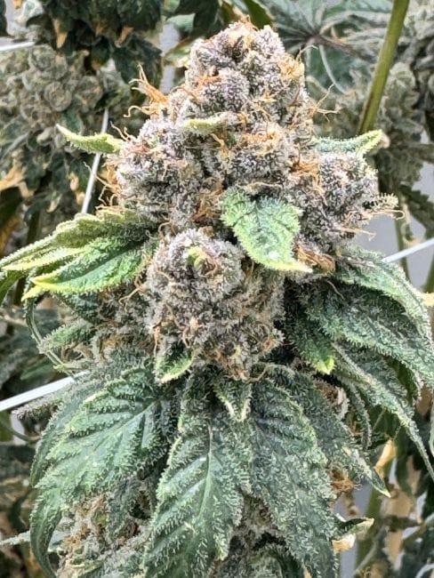 Strawberry Yum Yum Feminized Seeds-MOSCA-STYY-FEM