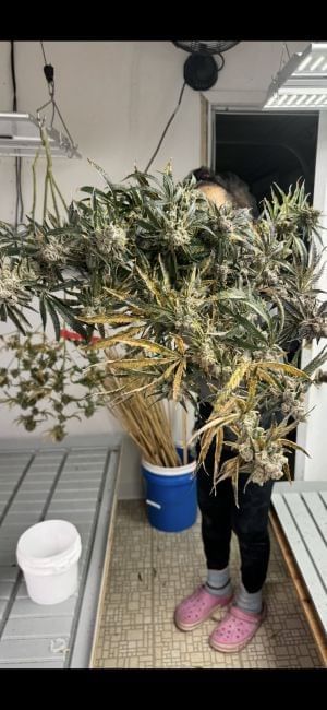 Strawberry Yum Yum Feminized Seeds-MOSCA-STYY-FEM