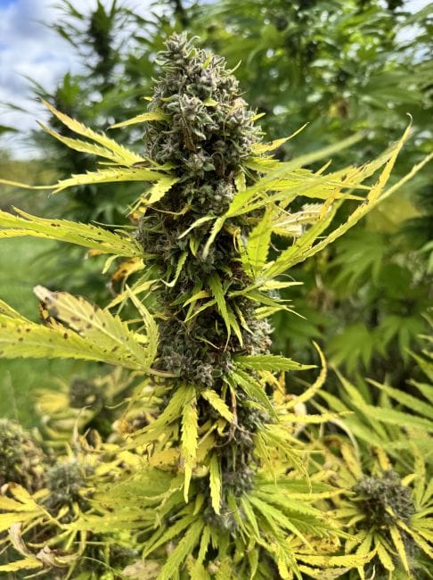 Strawberry Frosty Feminized Seeds-MOSCA-STFR-FEM