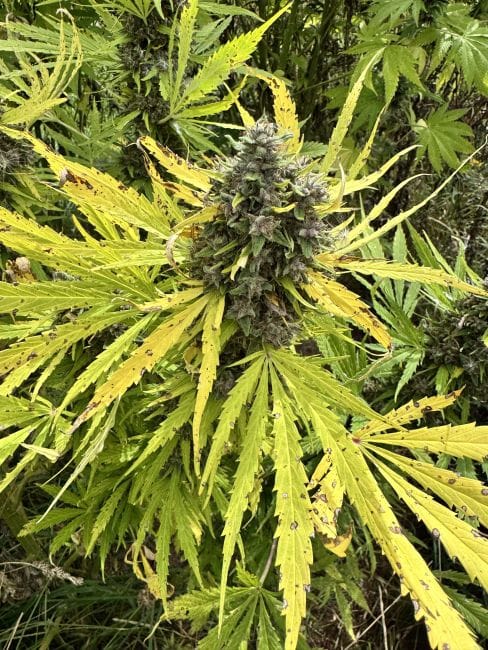 Strawberry Frosty Feminized Seeds-MOSCA-STFR-FEM