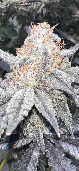 Strawberry Frosty Feminized Seeds-MOSCA-STFR-FEM