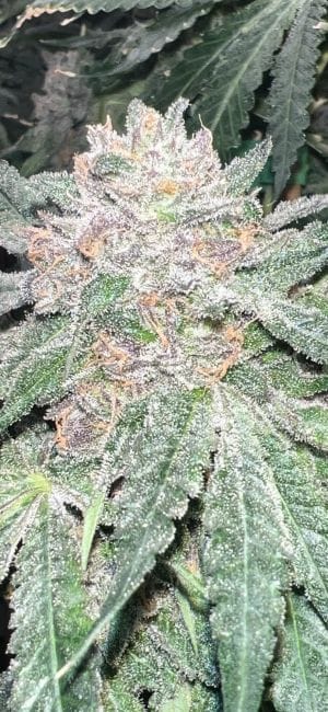 Strawberry Frosty Feminized Seeds-MOSCA-STFR-FEM
