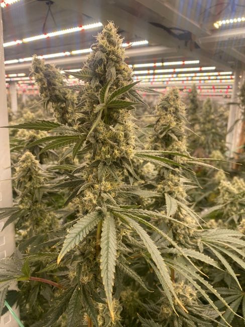 Strawberry Canyon Feminized Seeds-MOSCA-STCA-FEM