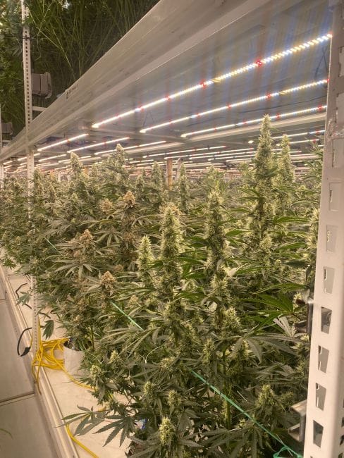 Strawberry Canyon Feminized Seeds-MOSCA-STCA-FEM