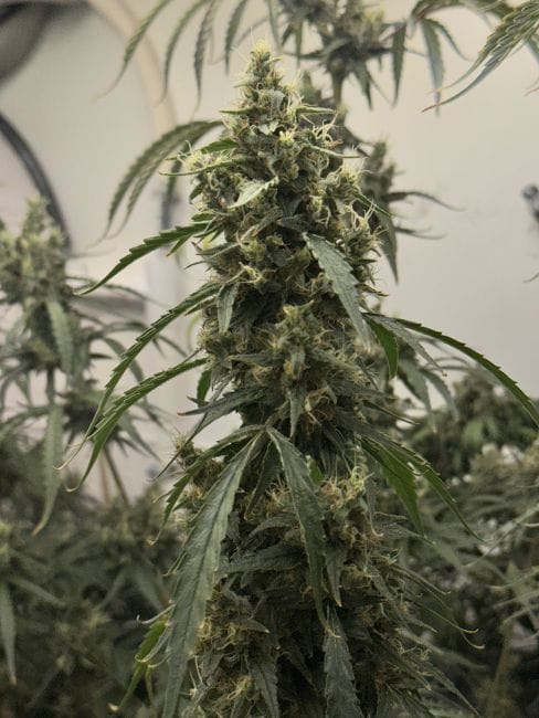 Black BubbleGum Haze Feminized Seeds-MOSCA-BLBH-FEM