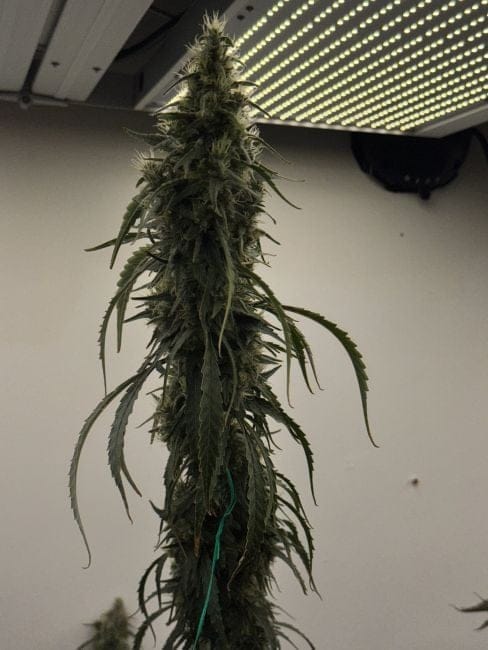 Black BubbleGum Haze Feminized Seeds-MOSCA-BLBH-FEM