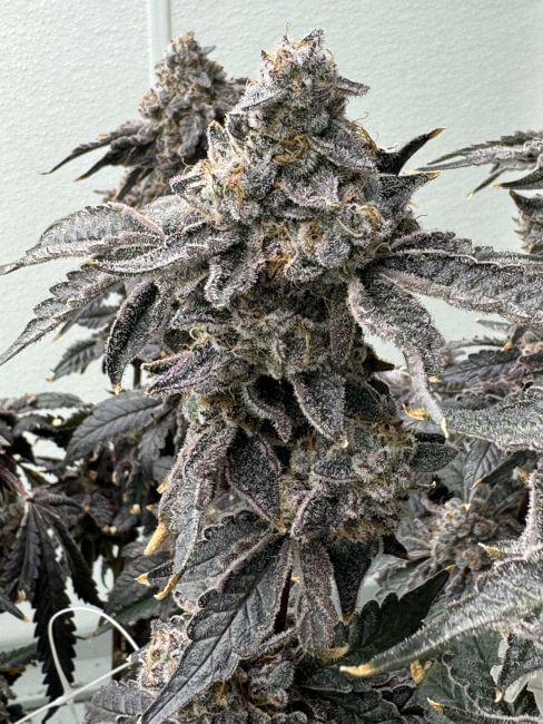 Banana Diesel Feminized Seeds-MOSCA-BADI-FEM