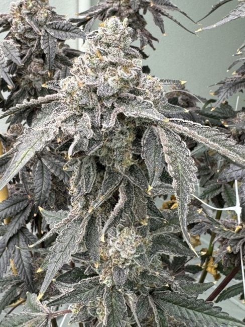 Banana Diesel Feminized Seeds-MOSCA-BADI-FEM